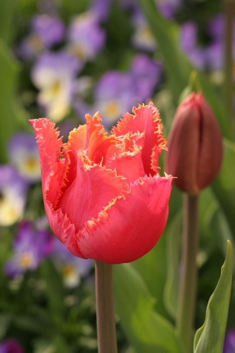 Macro fleurs La Tour - 017